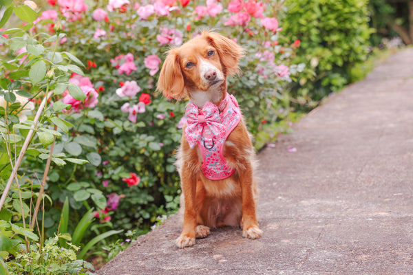 Adjustable Dog Harness: Notting Hill Rosé