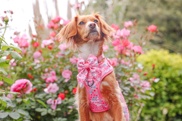 Adjustable Dog Harness: Notting Hill Rosé