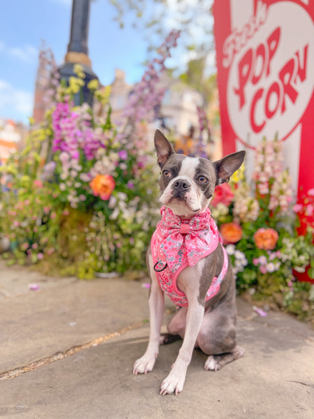 Adjustable Dog Harness: Notting Hill Rosé