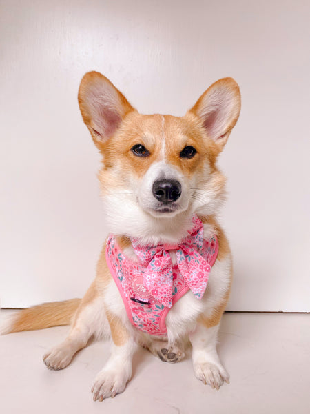 Adjustable Dog Harness: Notting Hill Rosé