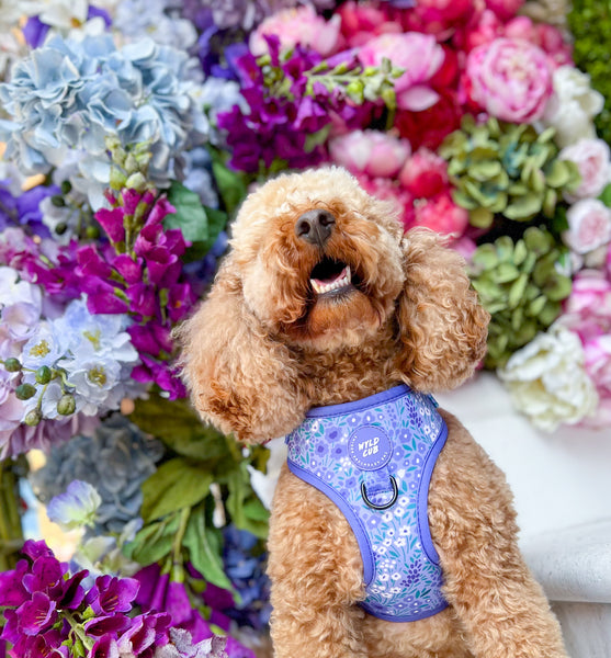 Adjustable Dog Harness: Notting Hill Wisteria