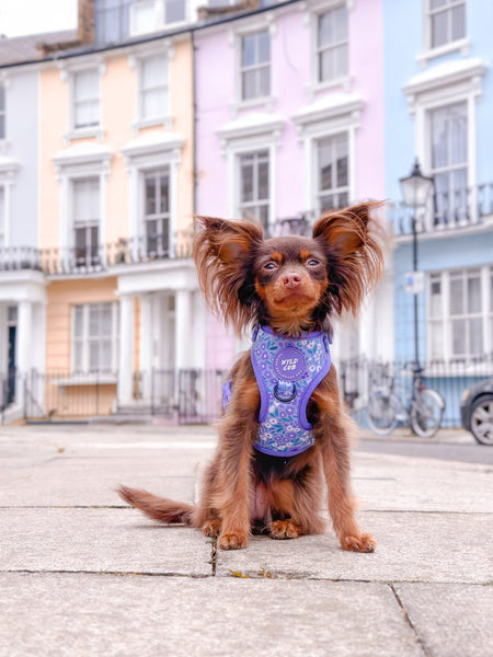Adjustable Dog Harness: Notting Hill Wisteria