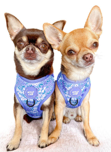 Adjustable Dog Harness: Notting Hill Wisteria