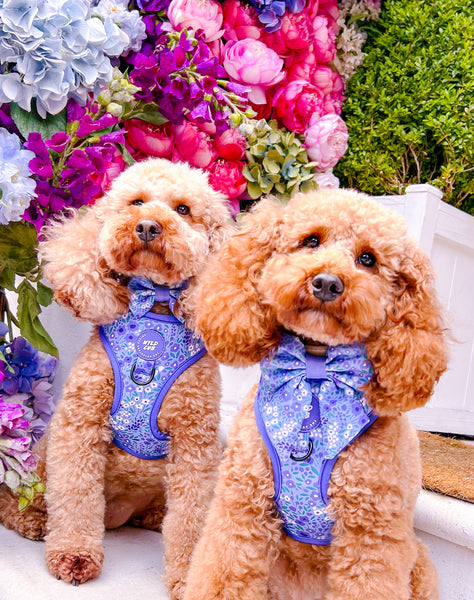 Adjustable Dog Harness: Notting Hill Wisteria