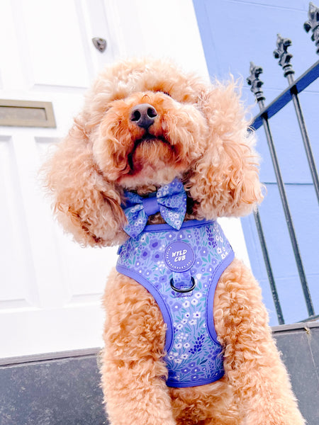 Dog Bow Tie: Notting Hill Wisteria