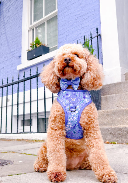 Dog Bow Tie: Notting Hill Wisteria