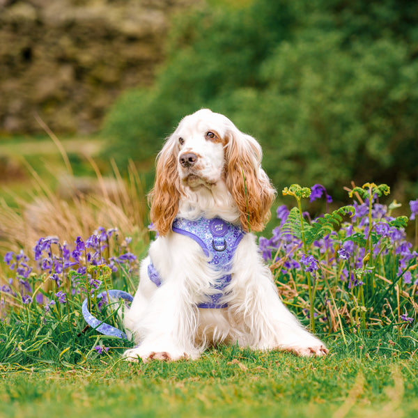 Adjustable Dog Harness: Notting Hill Wisteria