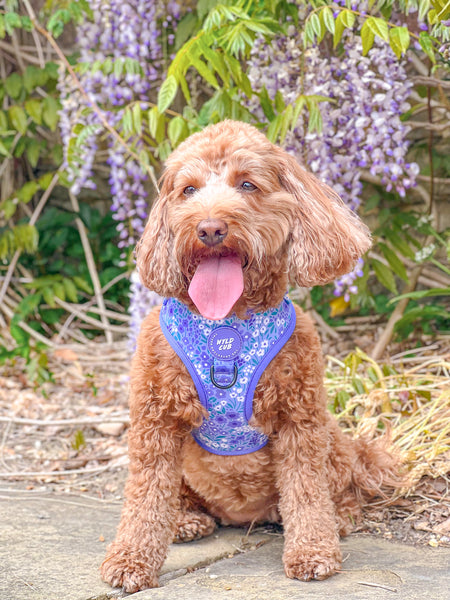 Adjustable Dog Harness: Notting Hill Wisteria