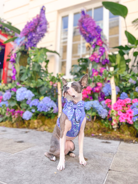 Dog Sailor Bow Tie: Notting Hill Wisteria