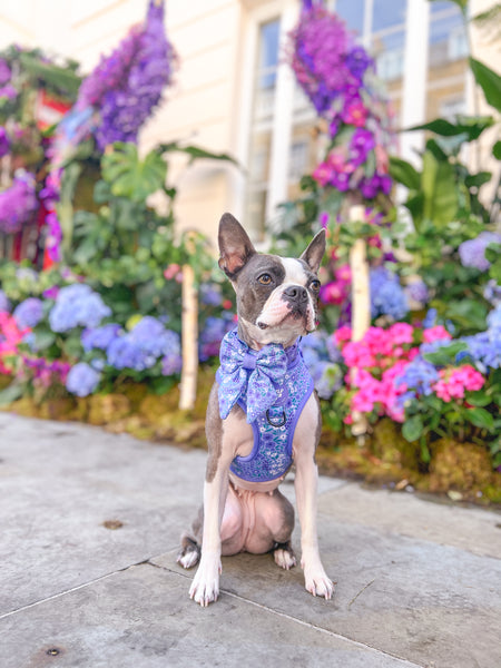 Adjustable Dog Harness: Notting Hill Wisteria