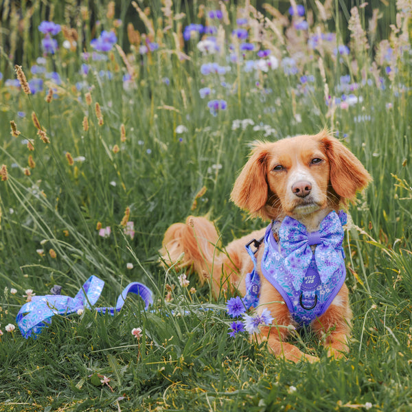 Adjustable Dog Harness: Notting Hill Wisteria