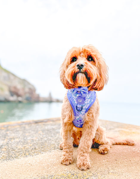 Dog Bow Tie: Notting Hill Wisteria