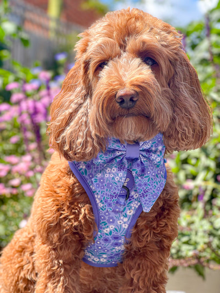 Dog Sailor Bow Tie: Notting Hill Wisteria