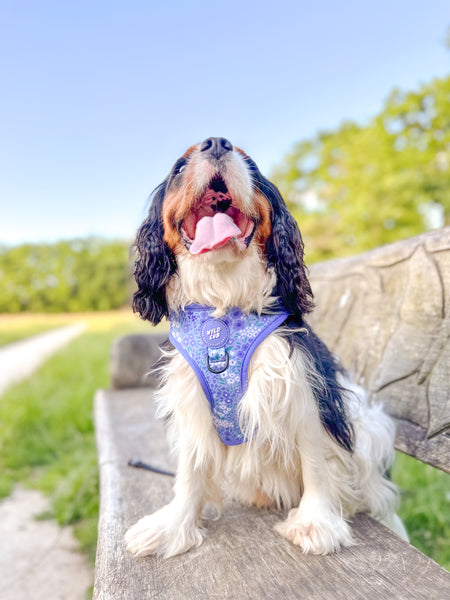 Adjustable Dog Harness: Notting Hill Wisteria