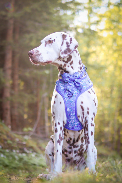 Adjustable Dog Harness: Notting Hill Wisteria