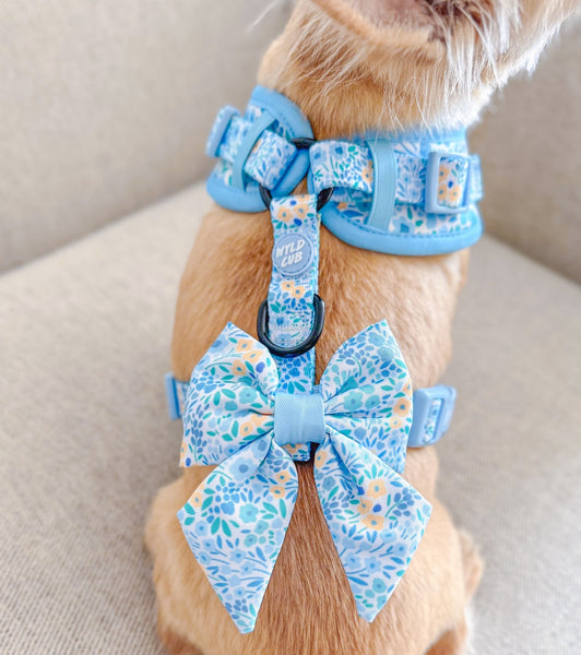 Cute-dog-chihuahua-bow-harness-floral-blue-yellow-girl-boy