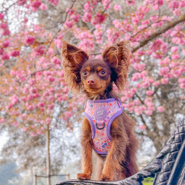 Adjustable Dog Harness: Notting Hill Lilac