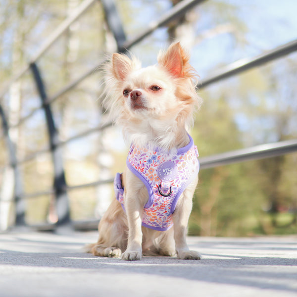 Adjustable Dog Harness: Notting Hill Lilac