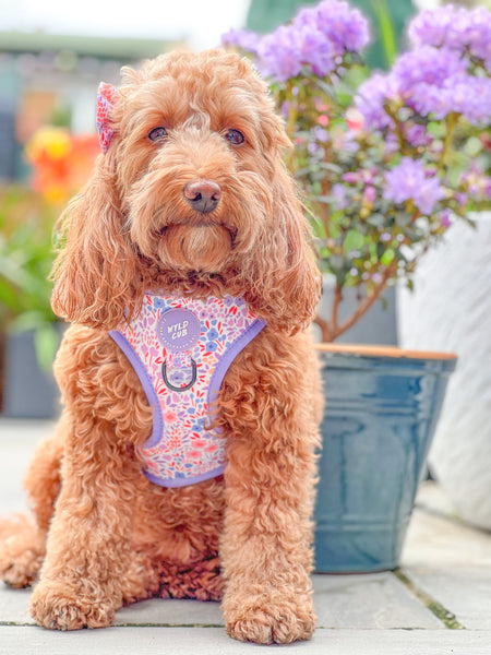 Adjustable Dog Harness: Notting Hill Lilac