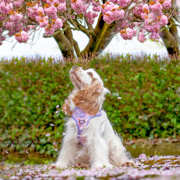 Adjustable Dog Harness: Notting Hill Lilac