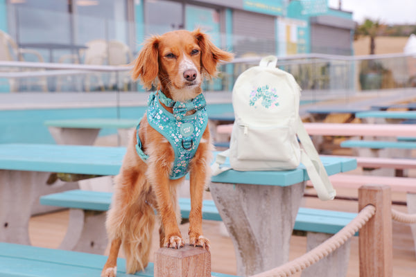 Wyld Heart Embroidered Mini Backpack: Mint