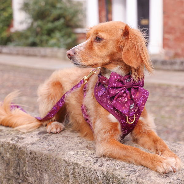 Dog Sailor Bow Tie: Chiswick Fig