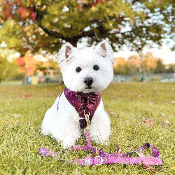 Adjustable Dog Harness: Chiswick Fig