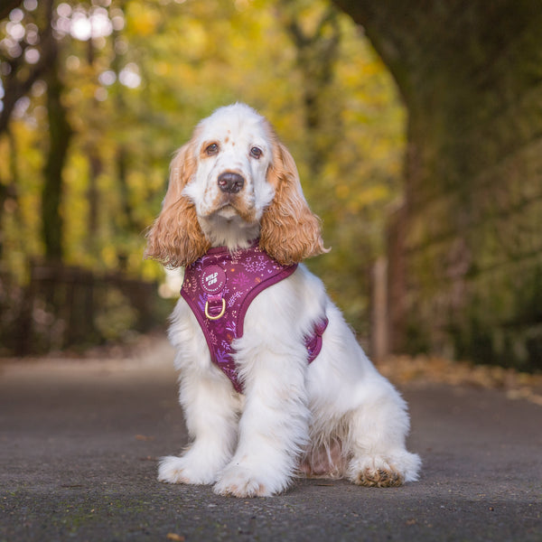 Adjustable Dog Harness: Chiswick Fig