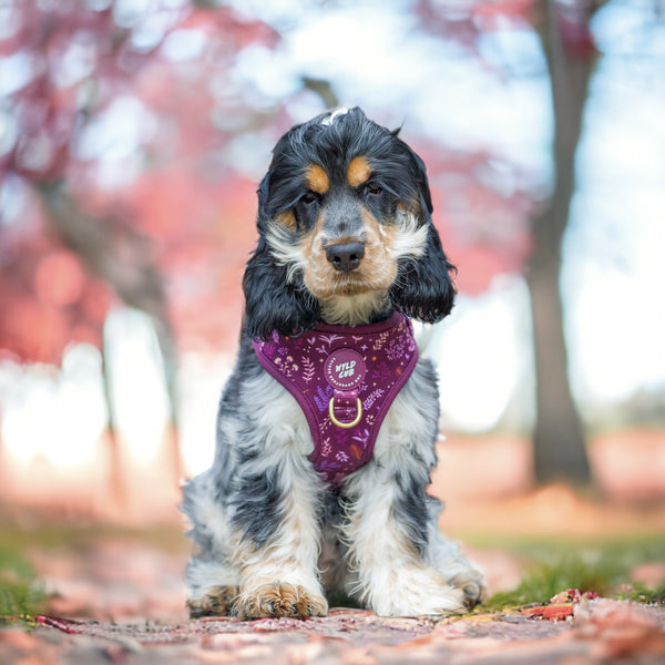 Adjustable Dog Harness: Chiswick Fig