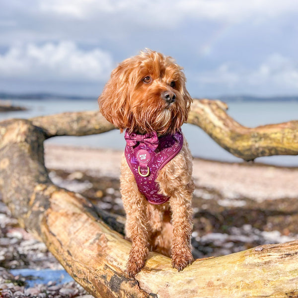 Dog Bow Tie: Chiswick Fig