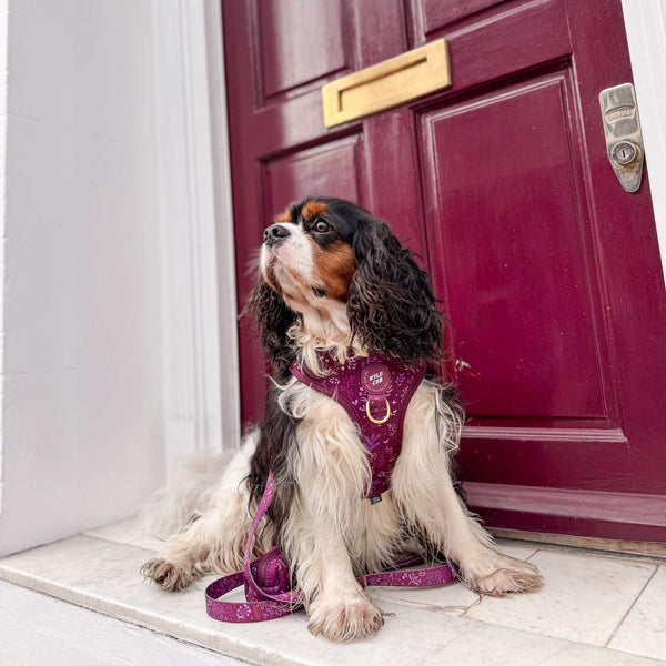 Adjustable Dog Harness: Chiswick Fig