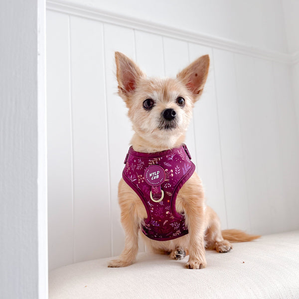 Adjustable Dog Harness: Chiswick Fig