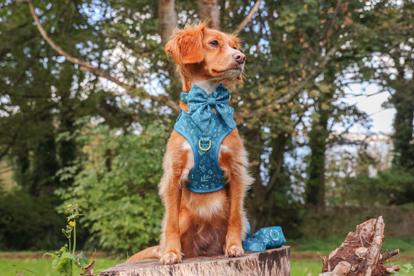 Adjustable Dog Harness: Chiswick Alpine