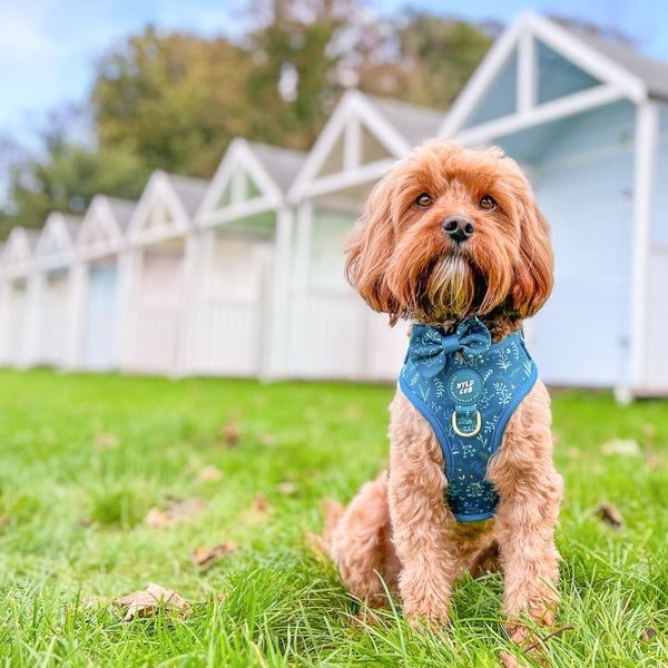 Dog Bow Tie: Chiswick Alpine