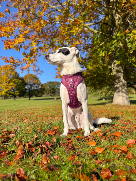 Adjustable Dog Harness: Chiswick Fig
