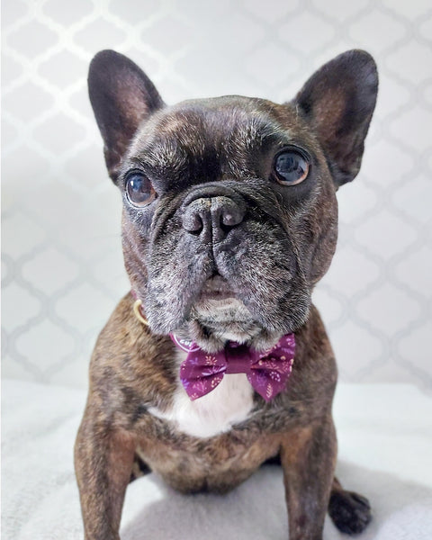 Dog Bow Tie: Chiswick Fig