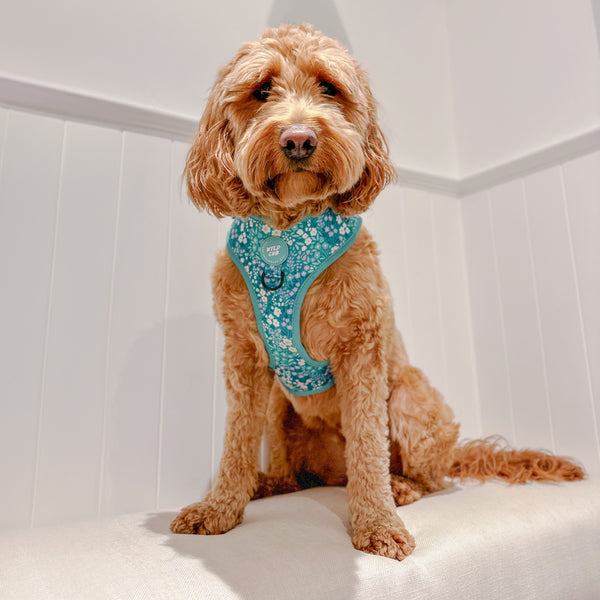 Adjustable Dog Harness: Notting Hill Mint