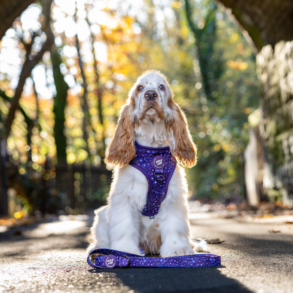 Adjustable Dog Harness: Notting Hill Blackberry