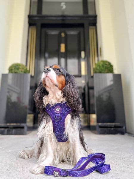 Dog Lead: Notting Hill Blackberry