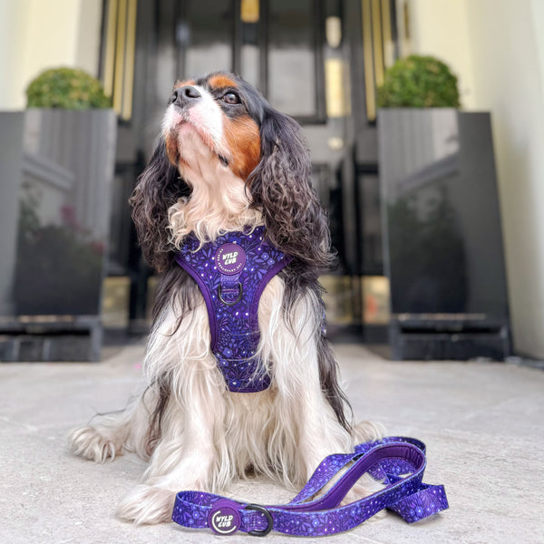 Adjustable Dog Harness: Notting Hill Blackberry