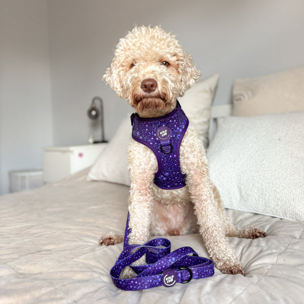 Adjustable Dog Harness: Notting Hill Blackberry