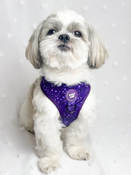 Adjustable Dog Harness: Notting Hill Blackberry