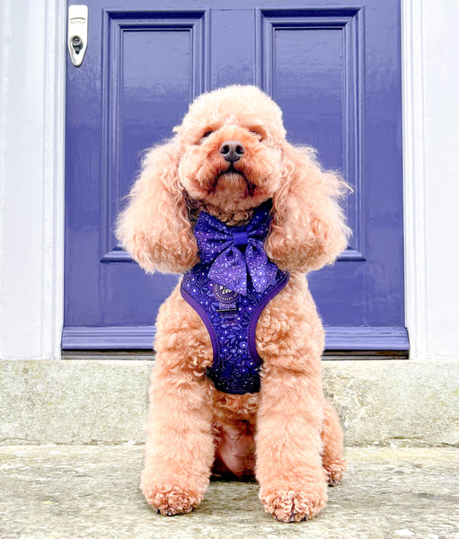 Adjustable Dog Harness: Notting Hill Blackberry