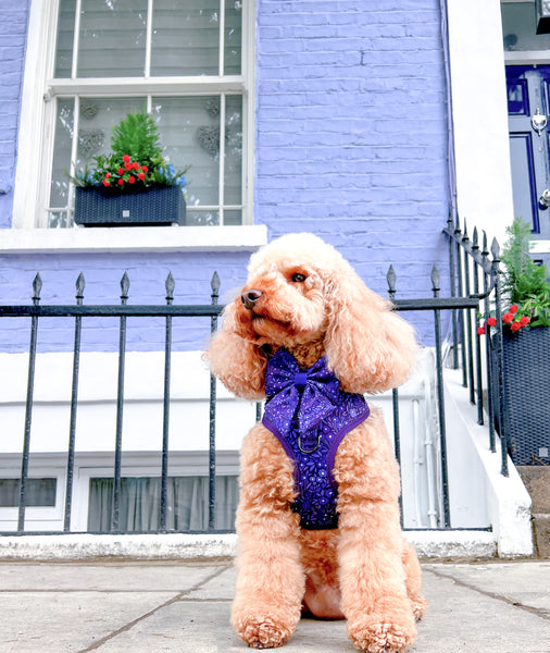 Dog Sailor Bow Tie: Notting Hill Blackberry