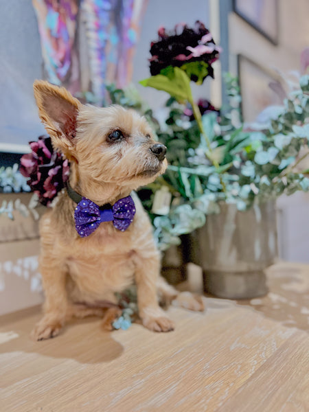 Dog Bow Tie: Notting Hill Blackberry