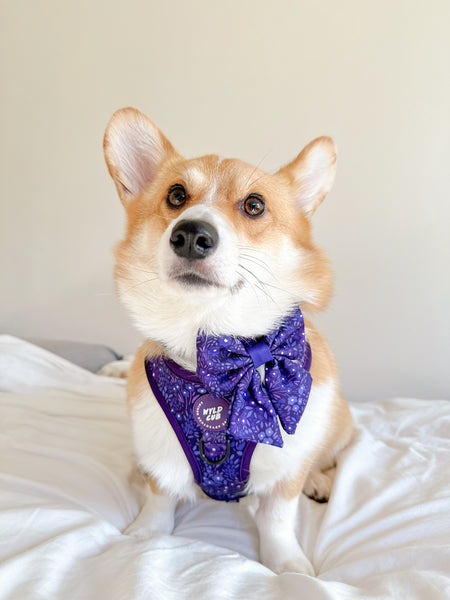 Dog Sailor Bow Tie: Notting Hill Blackberry