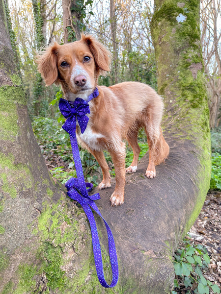 Adjustable Dog Collar: Notting Hill Blackberry