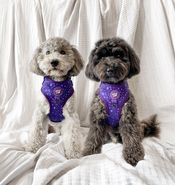 Adjustable Dog Harness: Notting Hill Blackberry