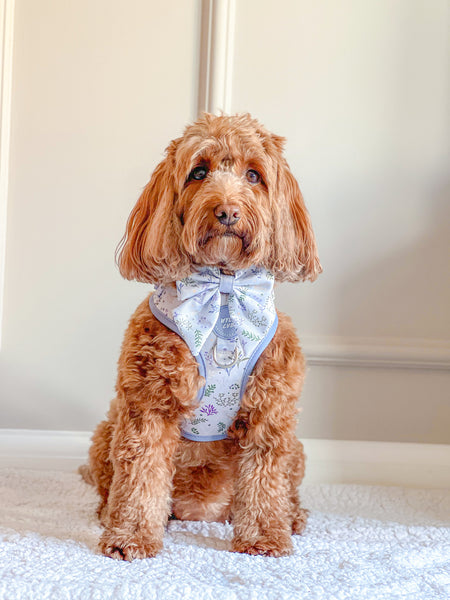 Dog Sailor Bow Tie: Chiswick Thistle