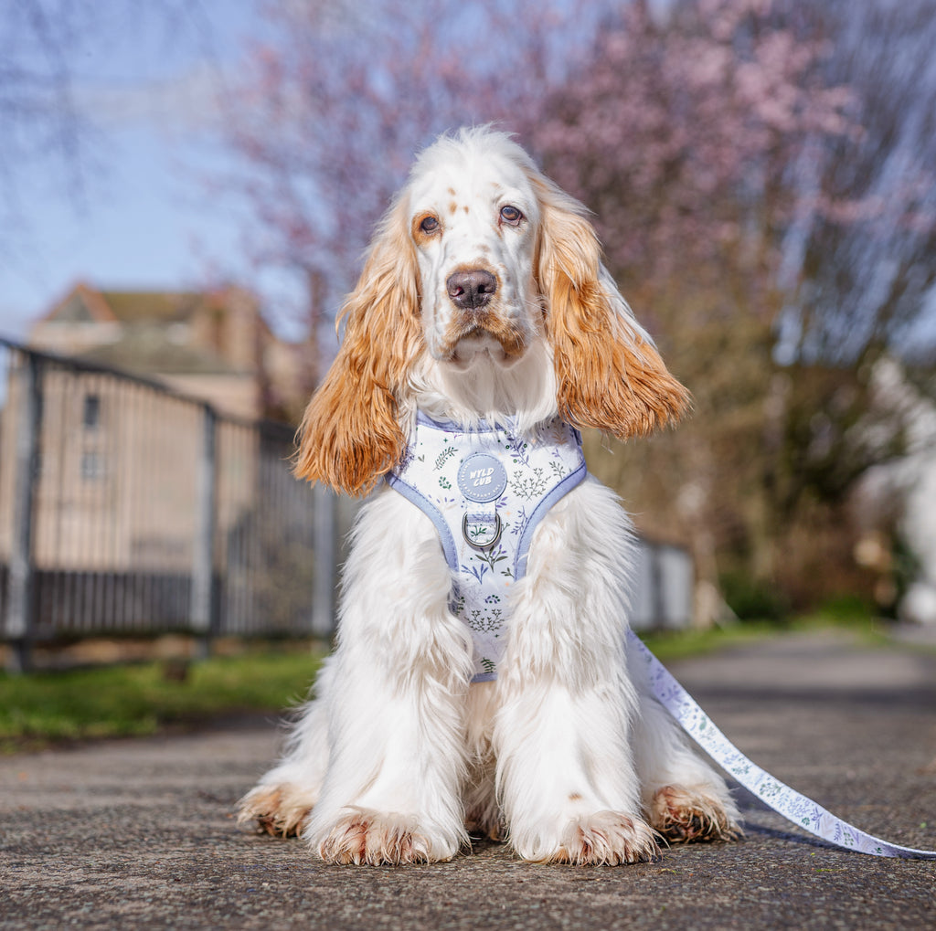Collar Best Slip Lead For Cocker Spaniel Get Best Harness For Dogs